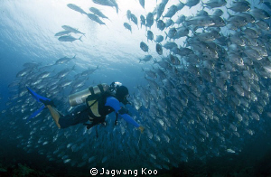 School of Jack Fish & Diver by Jagwang Koo 